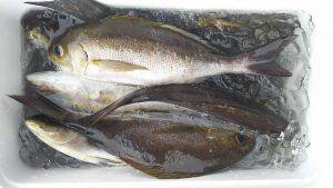 伊豆下田フィッシング 釣果