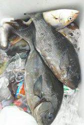 伊豆下田フィッシング 釣果