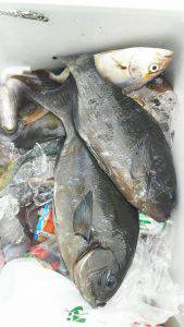 伊豆下田フィッシング 釣果