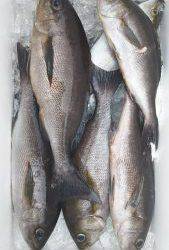 伊豆下田フィッシング 釣果