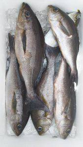 伊豆下田フィッシング 釣果