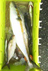 伊豆下田フィッシング 釣果