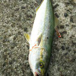 初のハマチ？ツバス？