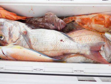 第二一之紀丸(ダイニイチノキマル) 釣果