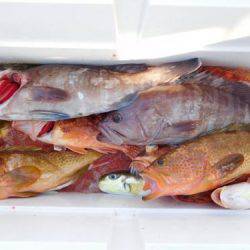 第二一之紀丸（ダイニイチノキマル） 釣果