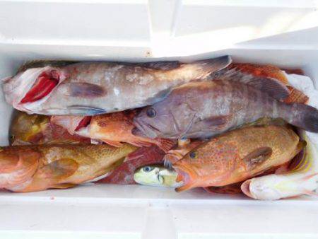 第二一之紀丸（ダイニイチノキマル） 釣果