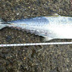 初のハマチ？ツバス？