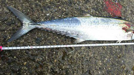 初のハマチ？ツバス？