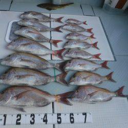 遊漁船 幸友丸 釣果