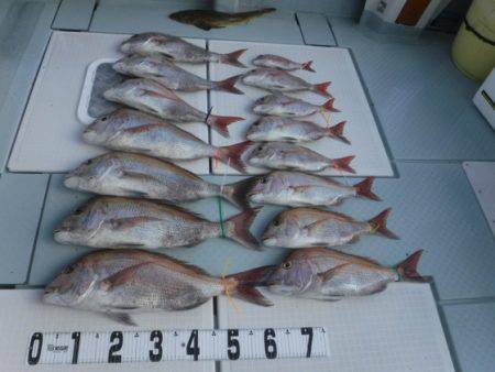 遊漁船 幸友丸 釣果