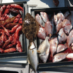 第二ゆず丸 釣果