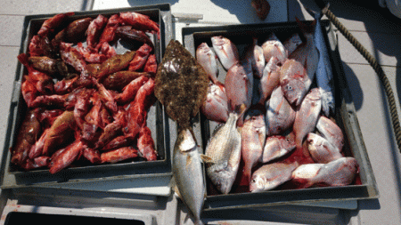 第二ゆず丸 釣果