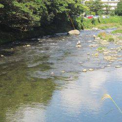 狩野川(狩野川漁業協同組合) 釣果