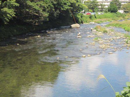 狩野川(狩野川漁業協同組合) 釣果