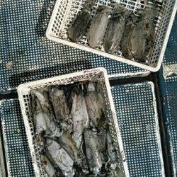 フィッシングガイド りょう 釣果