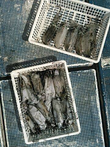 フィッシングガイド りょう 釣果