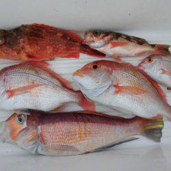 大進丸(新潟) 釣果