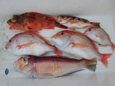 大進丸（新潟） 釣果