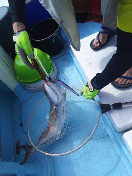 海晴丸 釣果