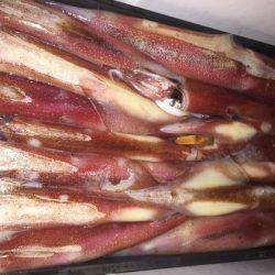 幸風（さちかぜ） 釣果