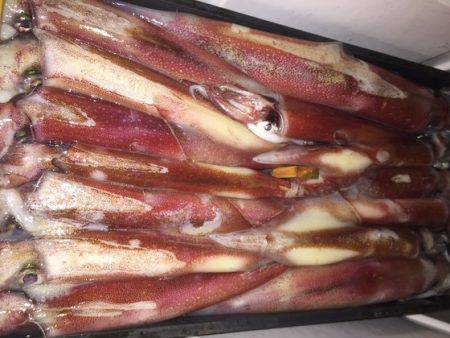 幸風（さちかぜ） 釣果