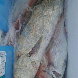 遊漁船 新鋭丸 釣果