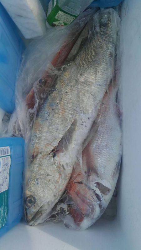 遊漁船 新鋭丸 釣果