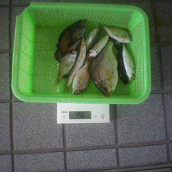 姫路市立遊魚センター 釣果