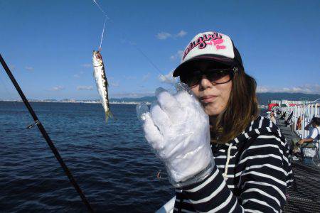 尼崎市立魚つり公園 釣果
