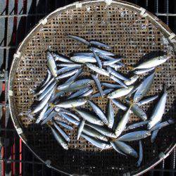 尼崎市立魚つり公園 釣果