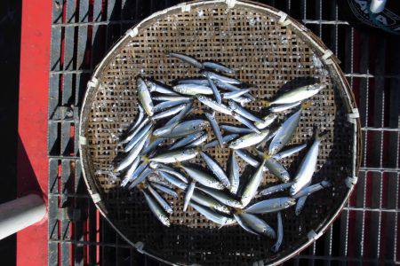 尼崎市立魚つり公園 釣果