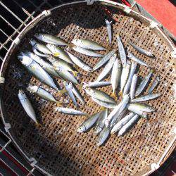 尼崎市立魚つり公園 釣果