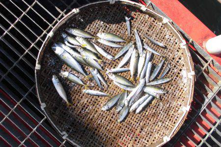 尼崎市立魚つり公園 釣果