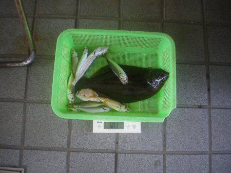 姫路市立遊魚センター 釣果
