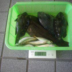 姫路市立遊魚センター 釣果