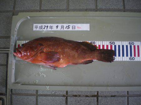 姫路市立遊魚センター 釣果