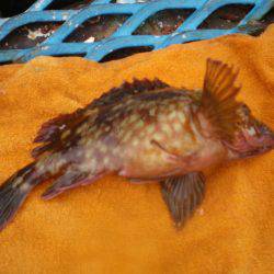 オリジナルメーカー海づり公園(市原市海づり施設) 釣果