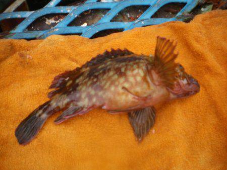 オリジナルメーカー海づり公園(市原市海づり施設) 釣果