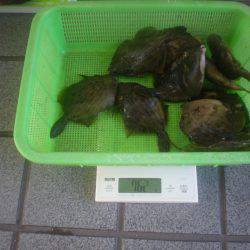 姫路市立遊魚センター 釣果