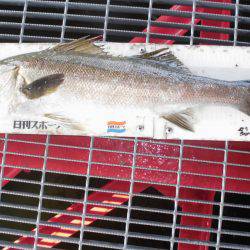 尼崎市立魚つり公園 釣果