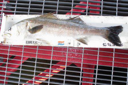 尼崎市立魚つり公園 釣果