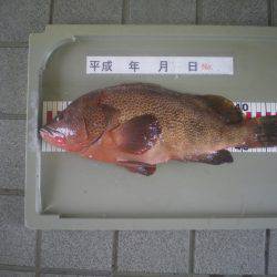 姫路市立遊魚センター 釣果