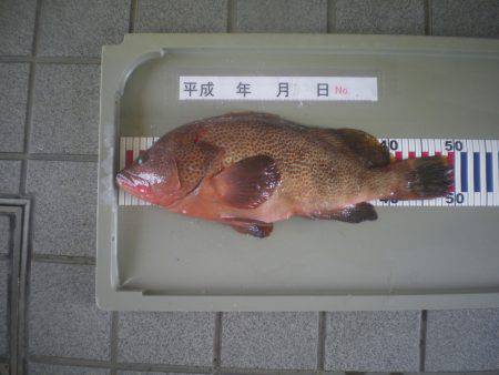 姫路市立遊魚センター 釣果