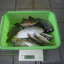 姫路市立遊魚センター 釣果