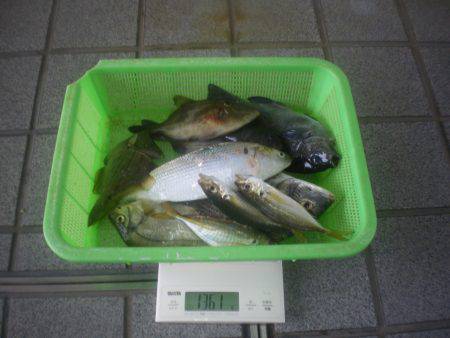 姫路市立遊魚センター 釣果