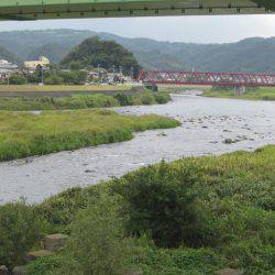 狩野川(狩野川漁業協同組合) 釣果
