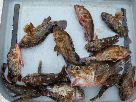 TOPGUN名古屋 釣果