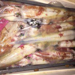 幸風（さちかぜ） 釣果