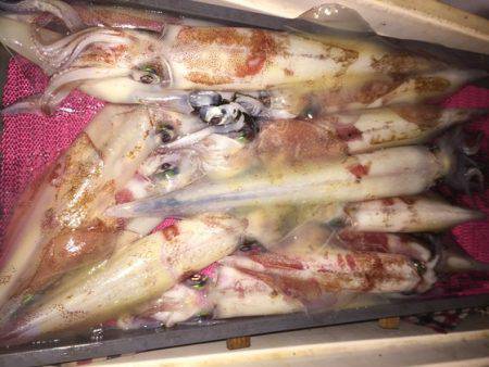 幸風（さちかぜ） 釣果