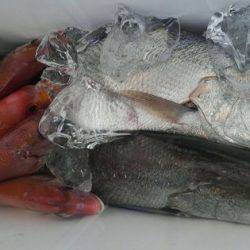 遊漁船 新鋭丸 釣果